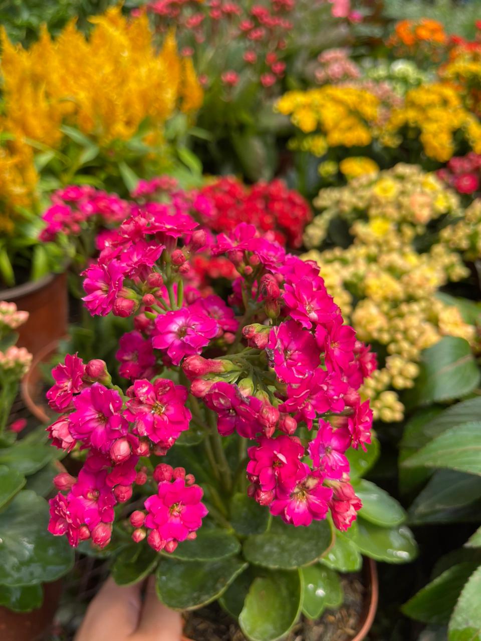 Kalanchoes fucsia