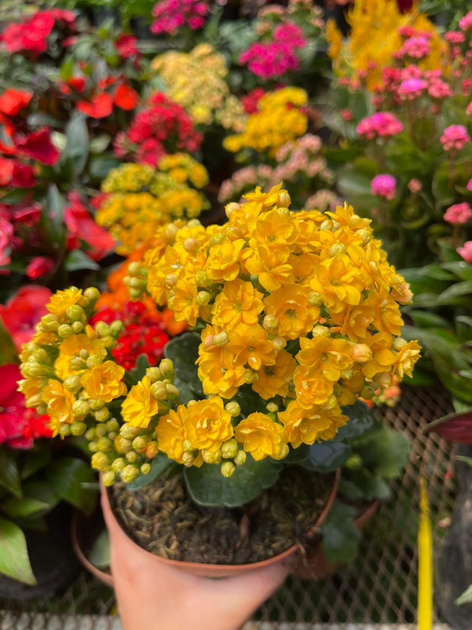 Kalanchoe amarillo