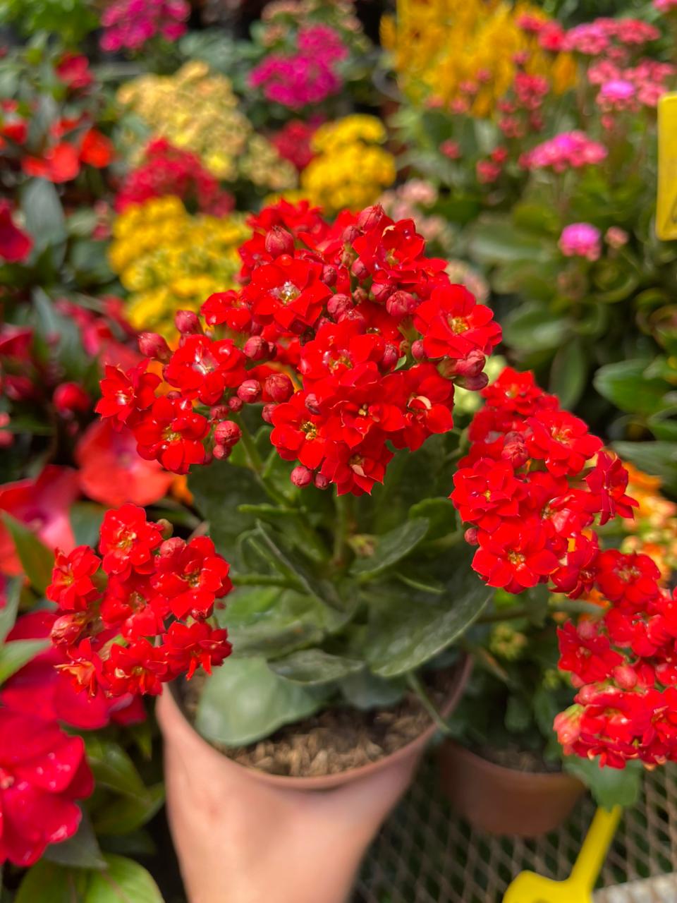 Kalanchoe rojo