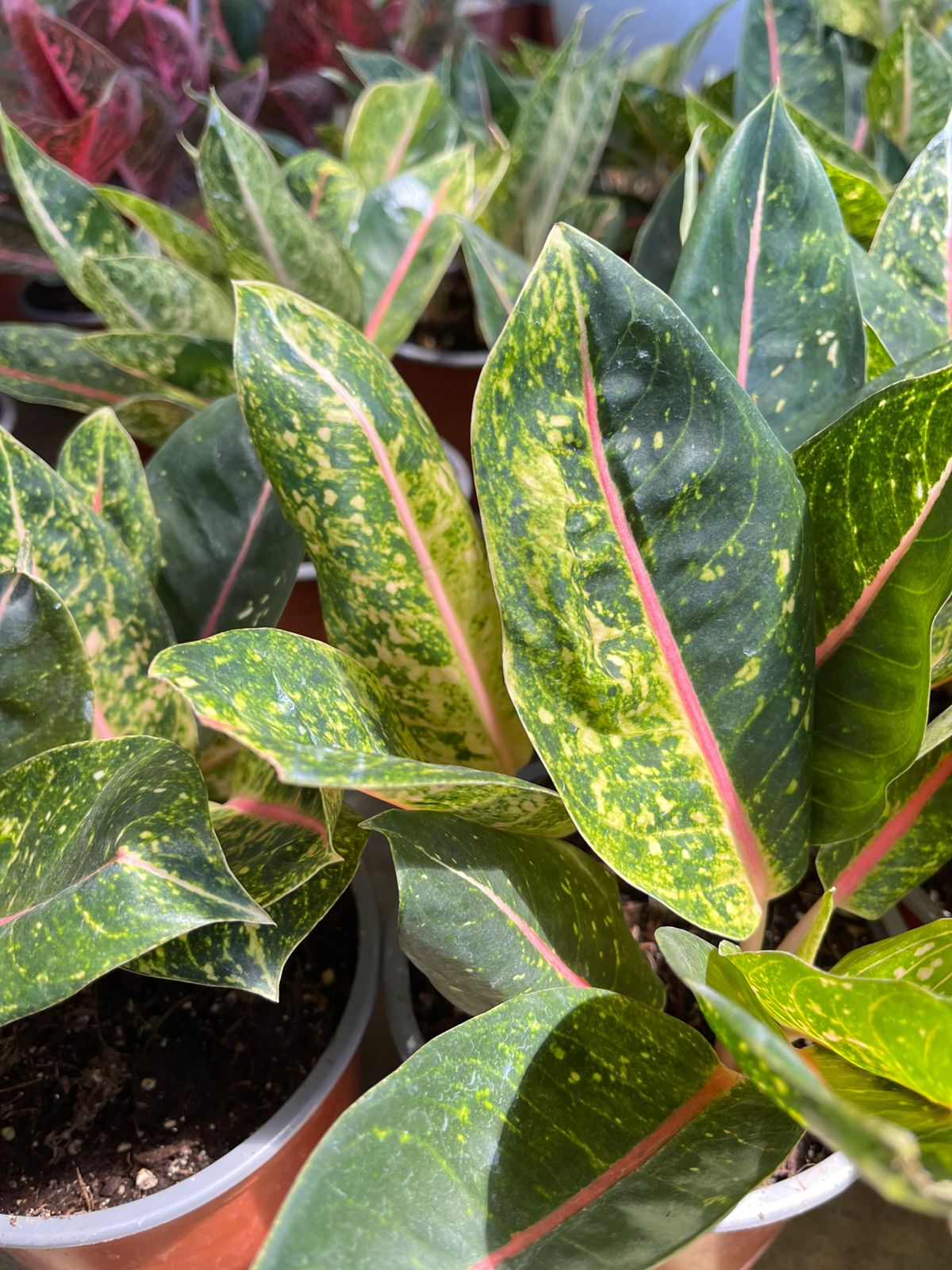 Aglonema
