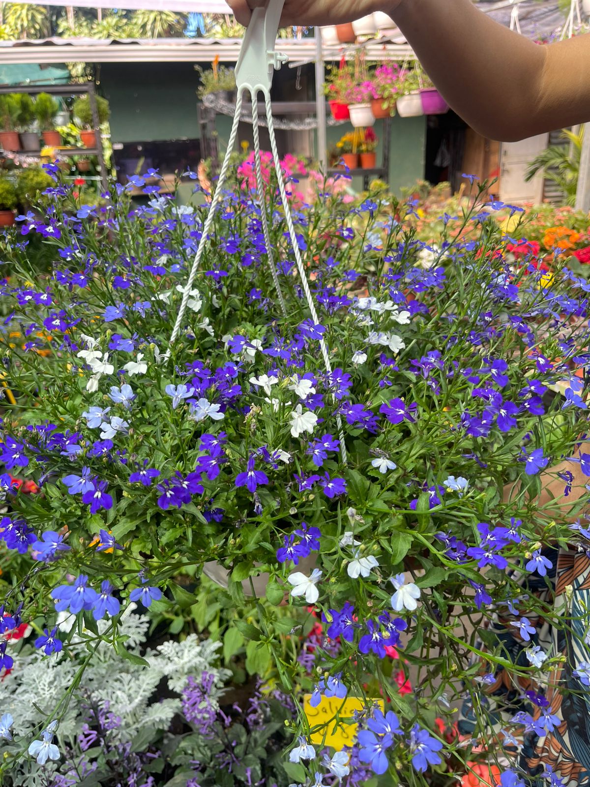 Lobelia colgante