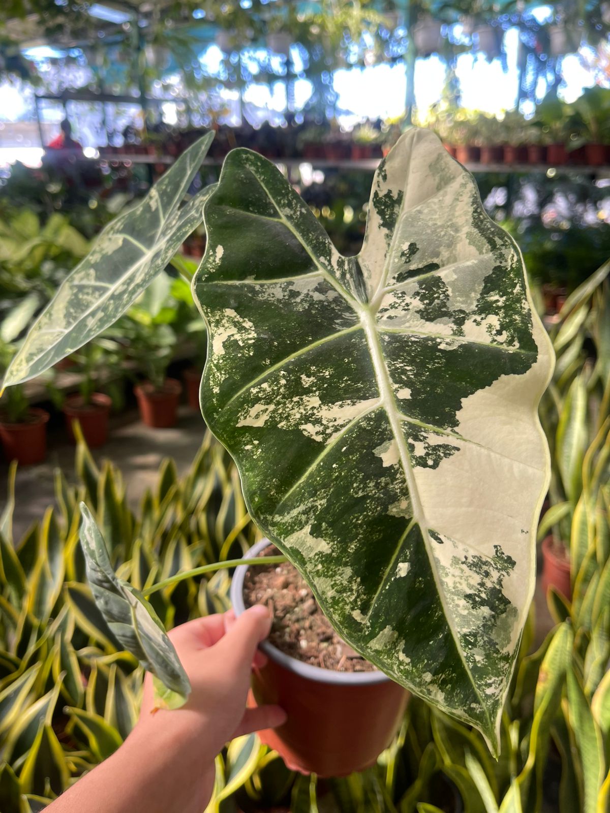 Alocasia variegada