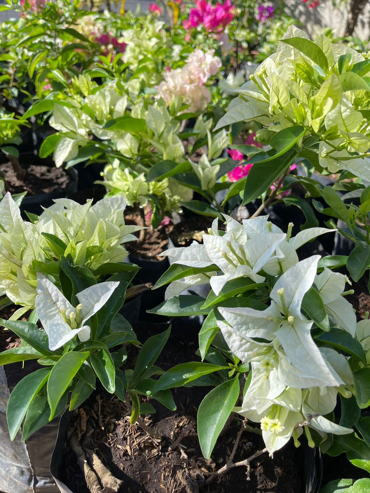 Veraneras blancas
