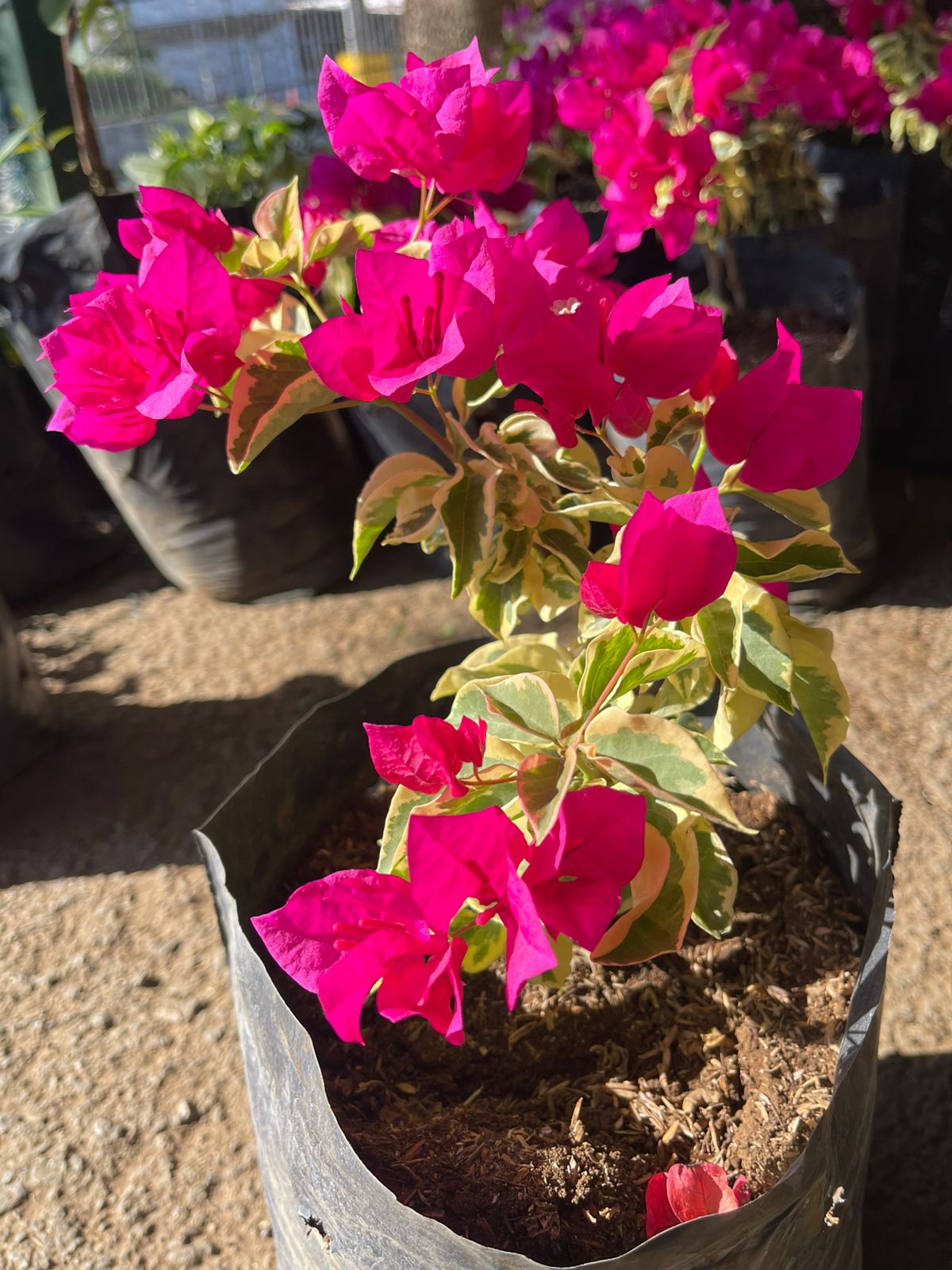 Veranera Hawaiana