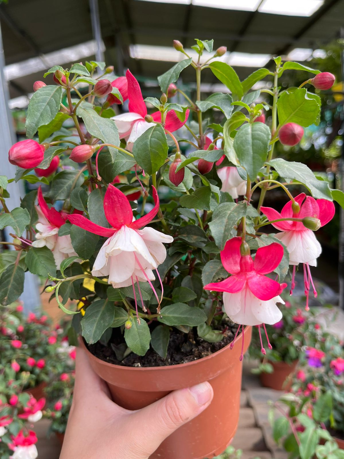 Fucsias o Gorrión.