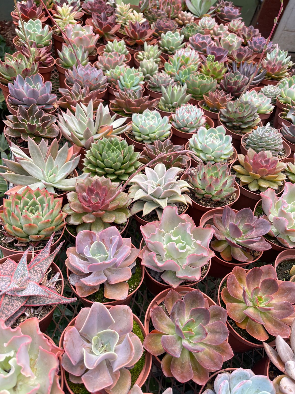 Suculentas medianas