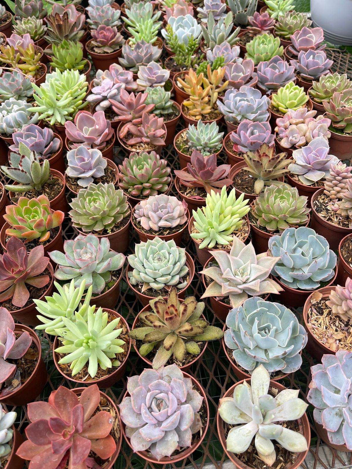 Suculentas pequeñas