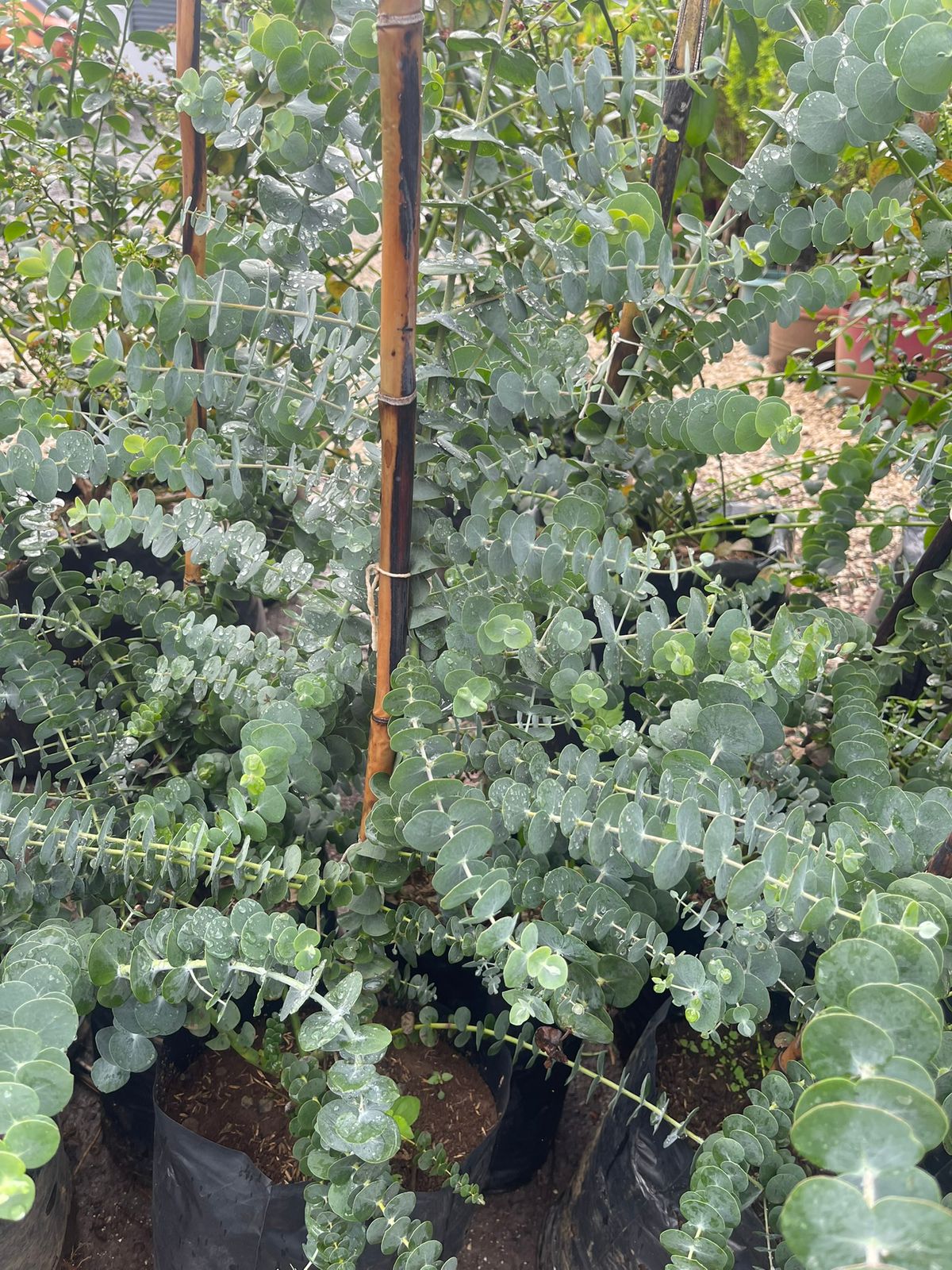 Árbol de eucalipto hoja pequeña