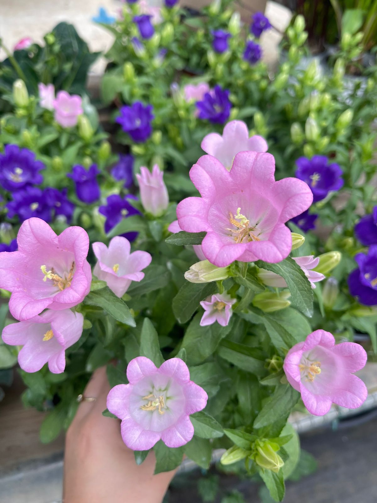 Campanula