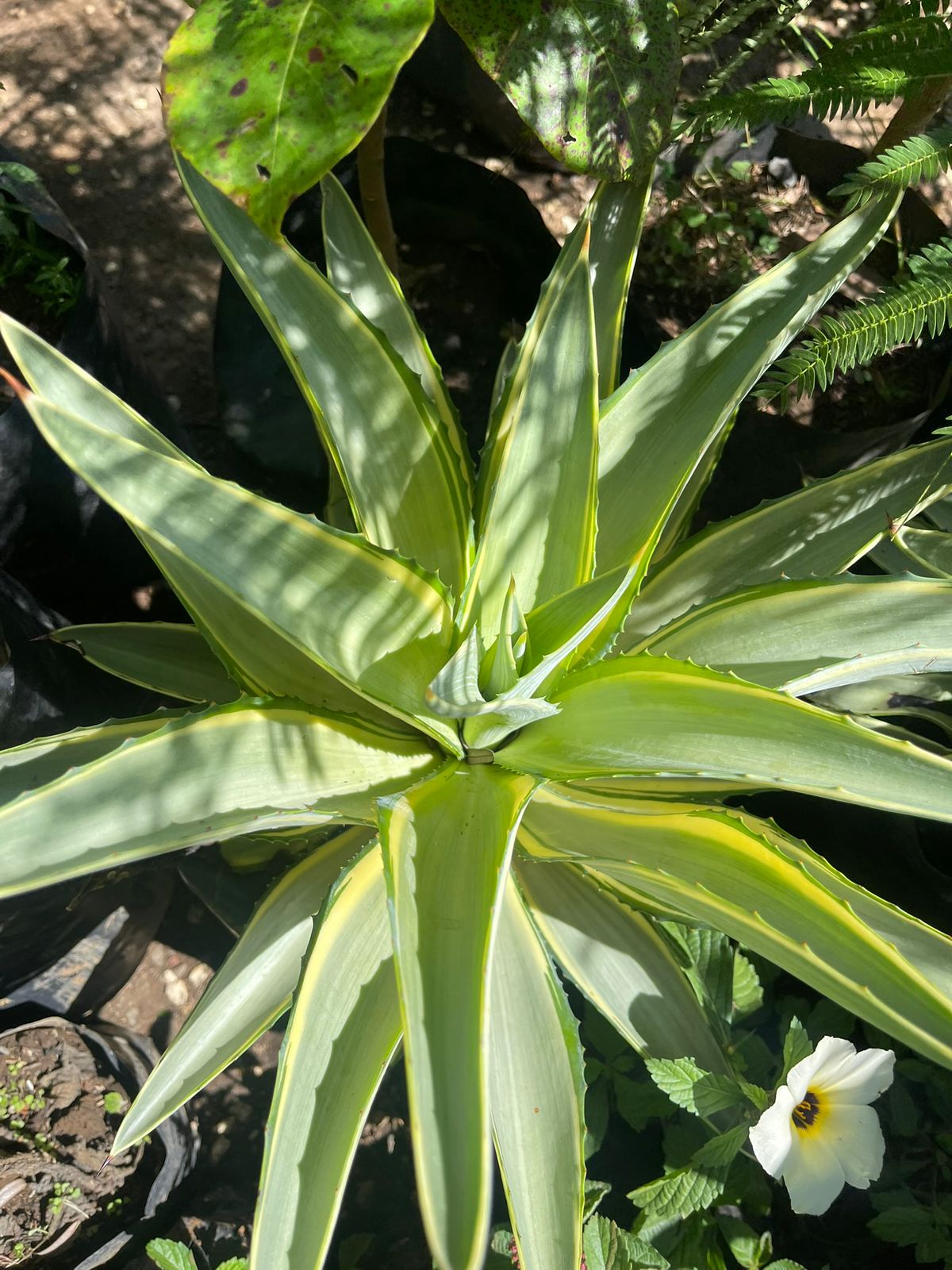 Agave