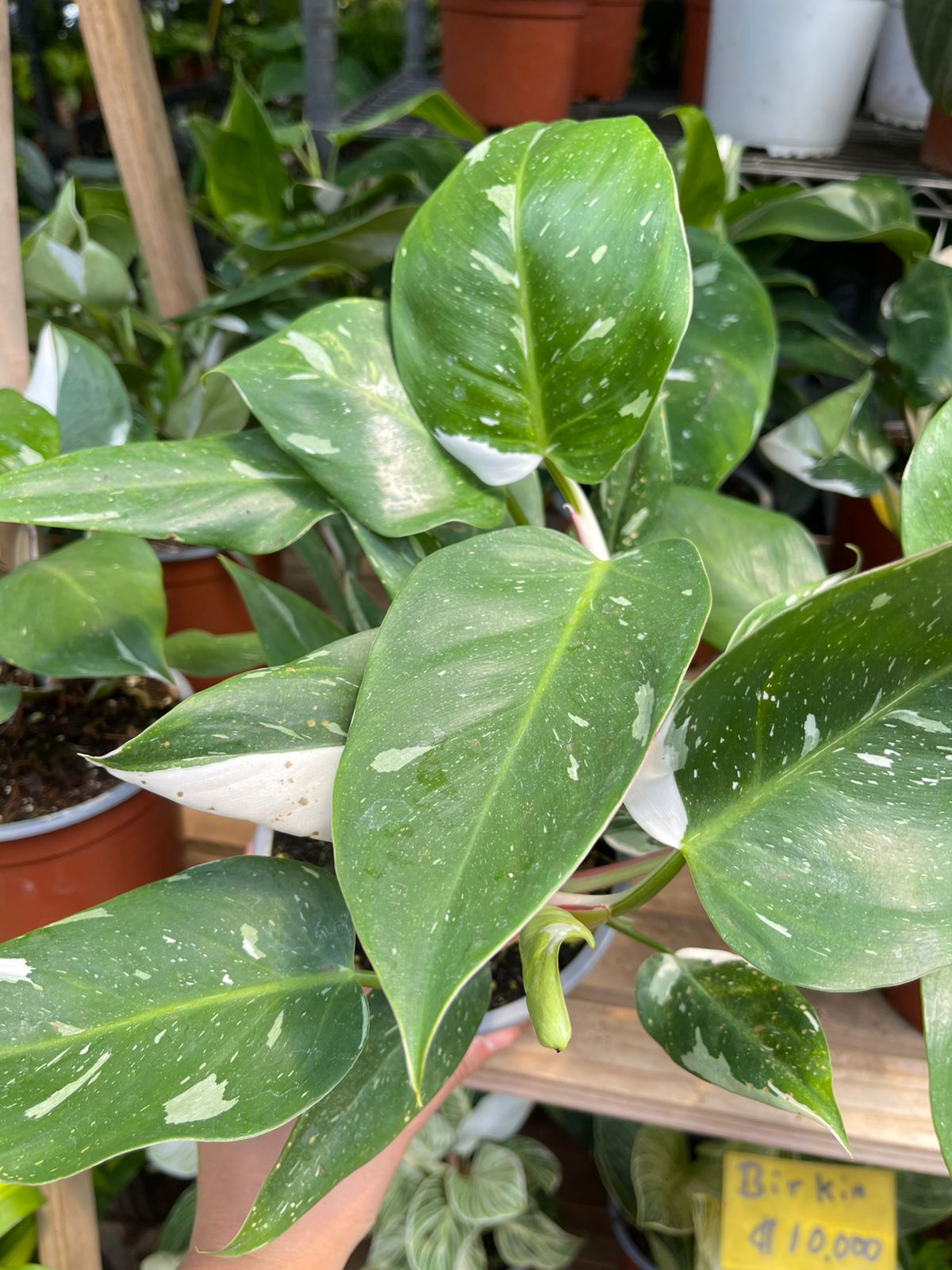 Philodendron white