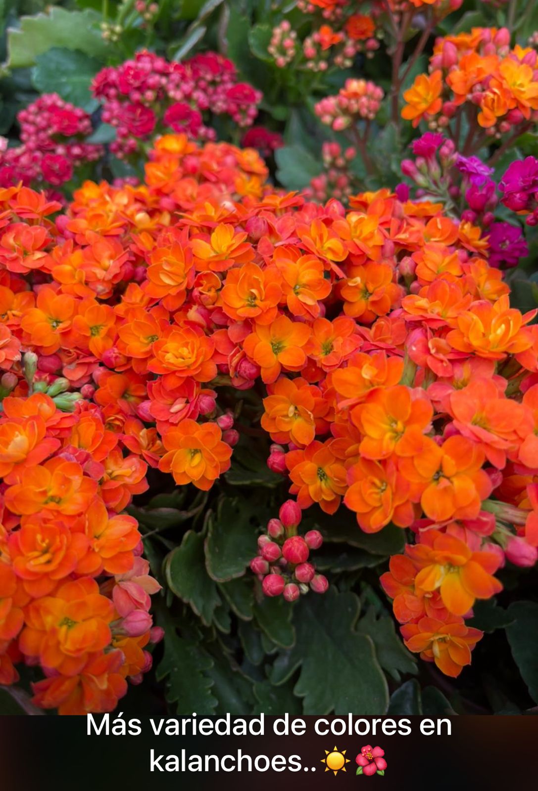 Kalanchoe Naranja Intenso
