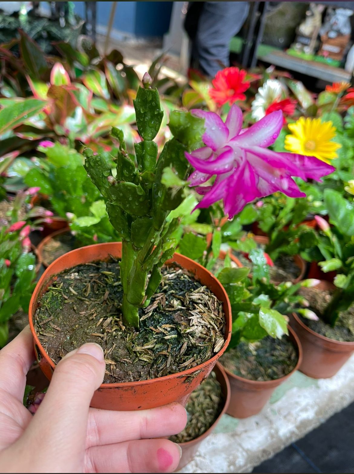 Cactus de Navidad Fucsia