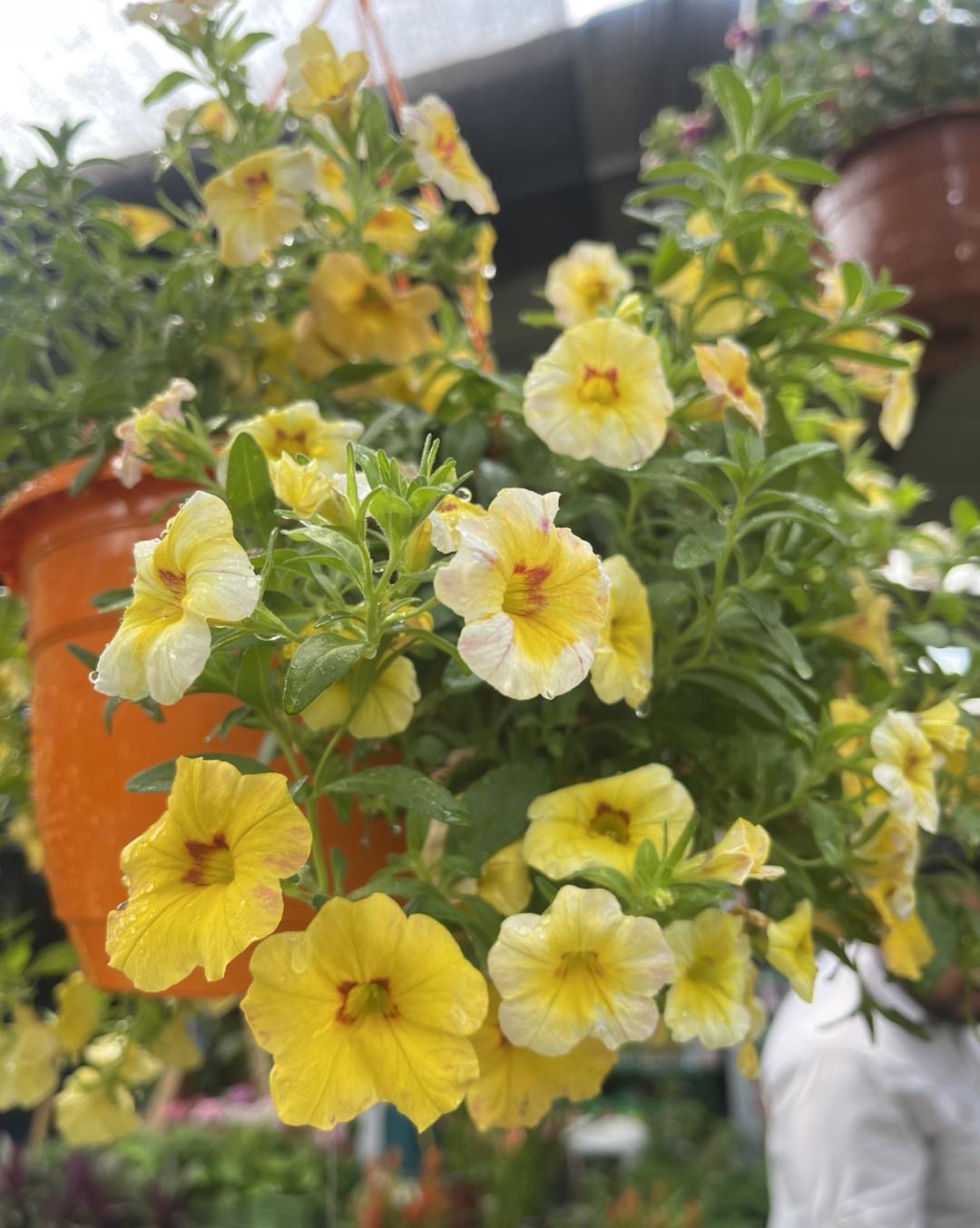 Servicios de jardinería