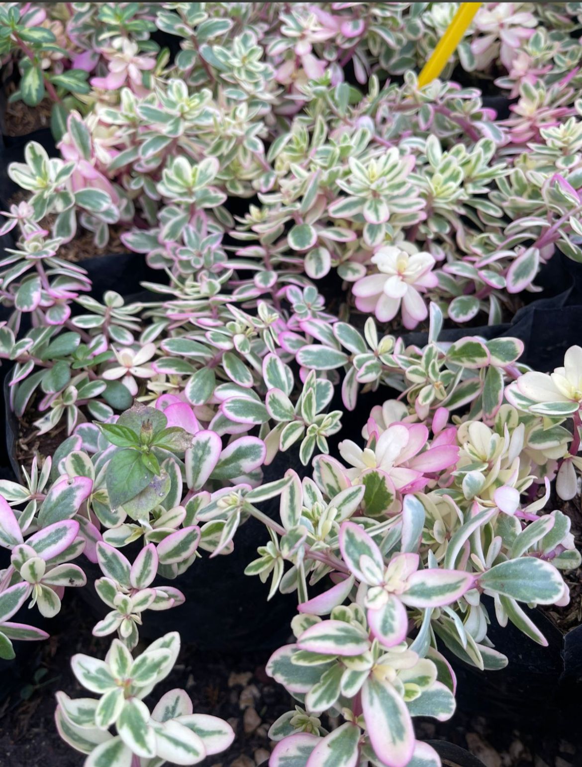 Portulaca Variegada