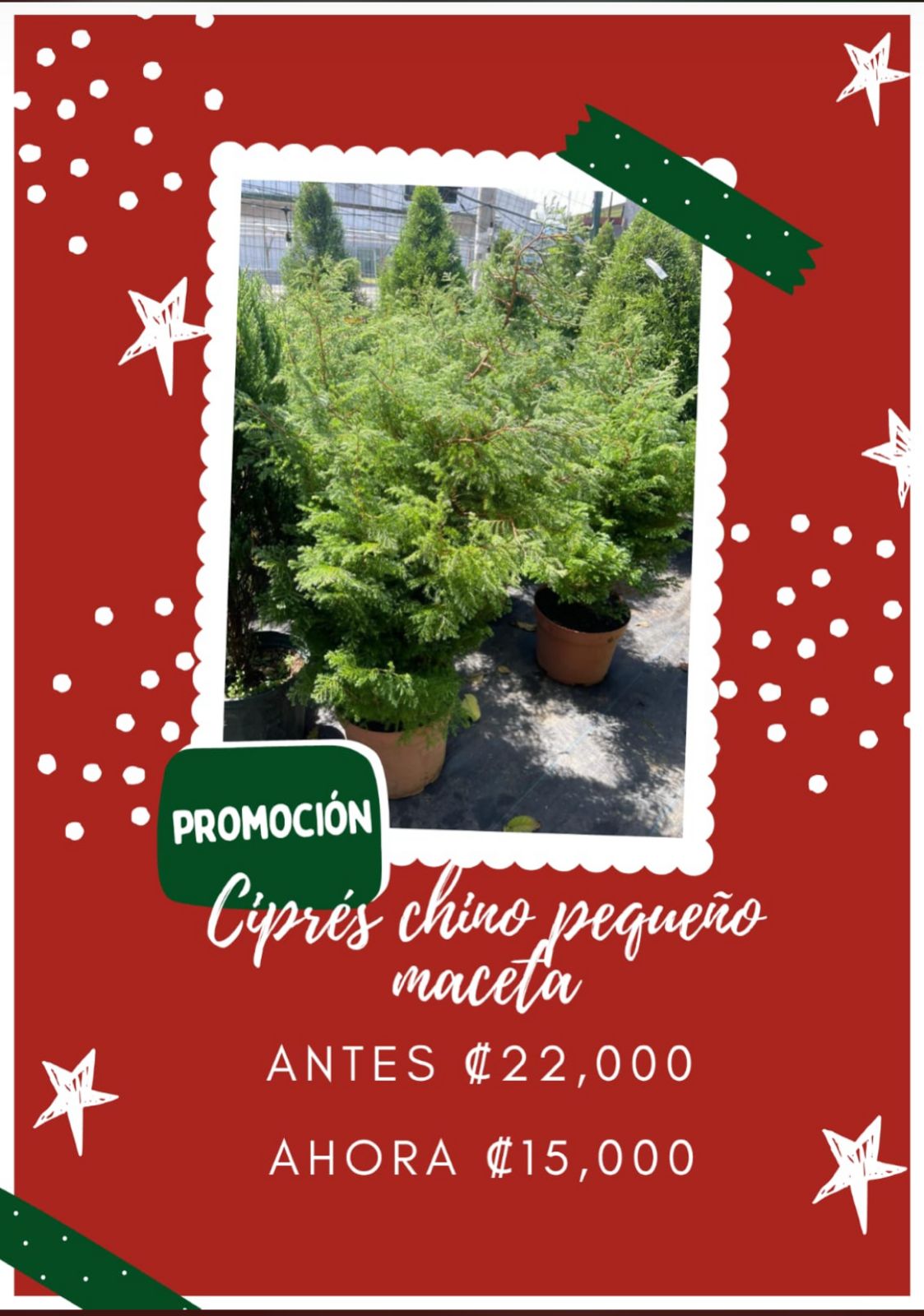 Ciprés chino pequeño