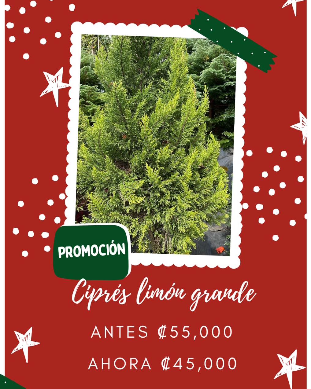 Ciprés Limon Grande