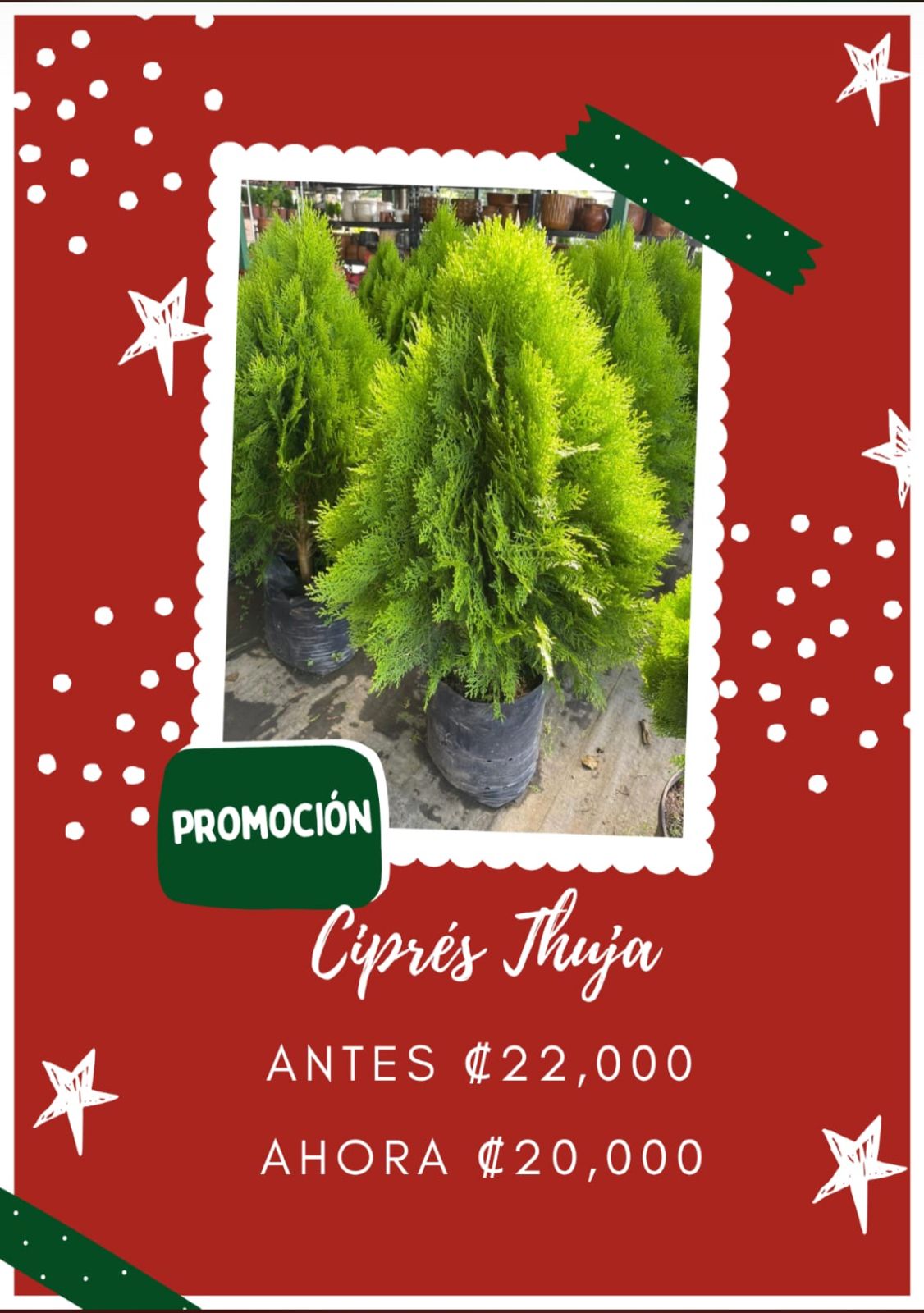 Ciprés Thuja