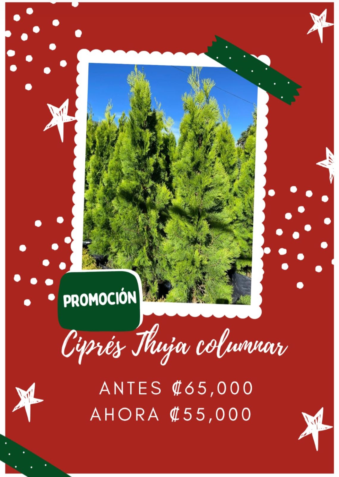 Ciprés Thuja columnar