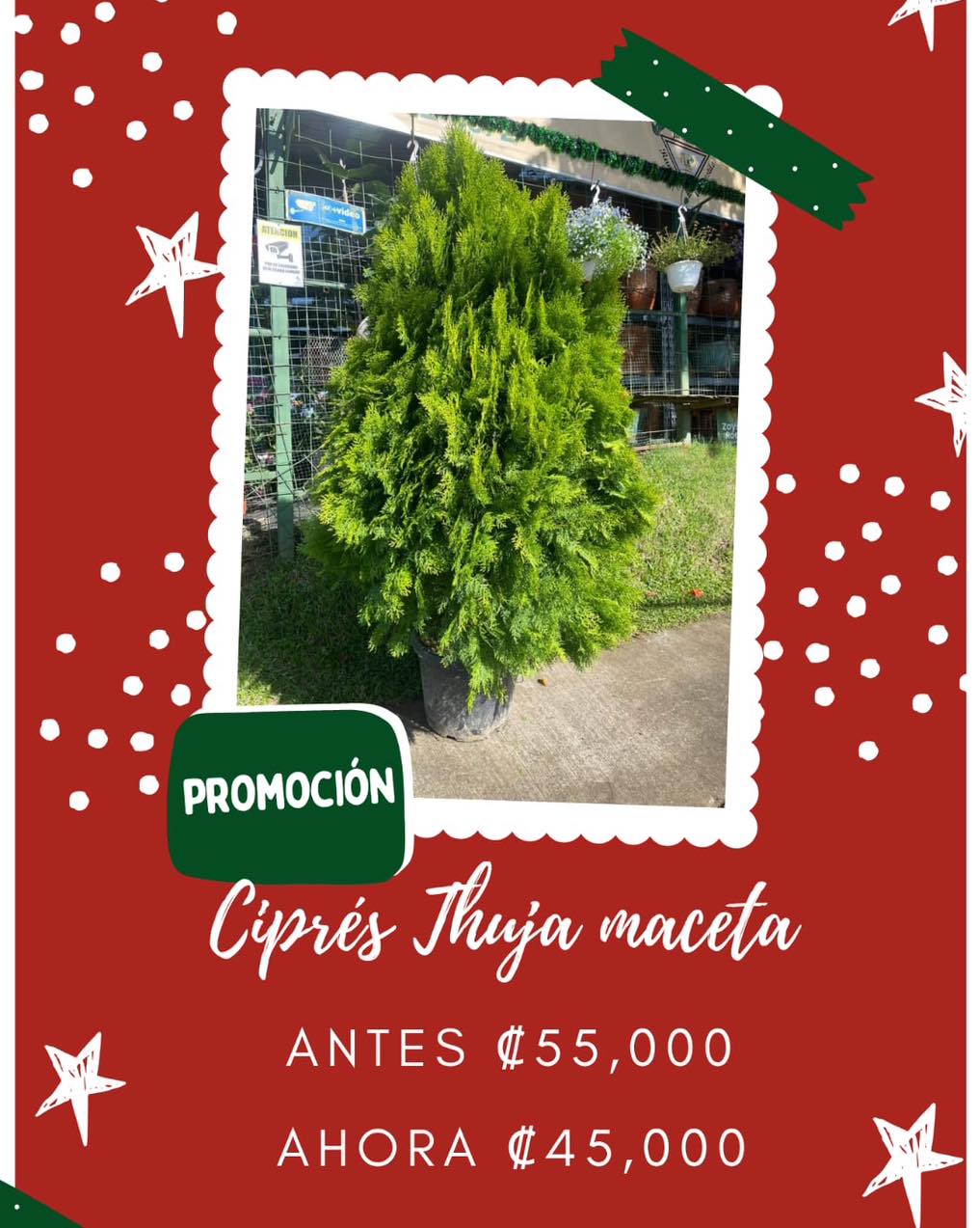 Ciprés Thuja maceta